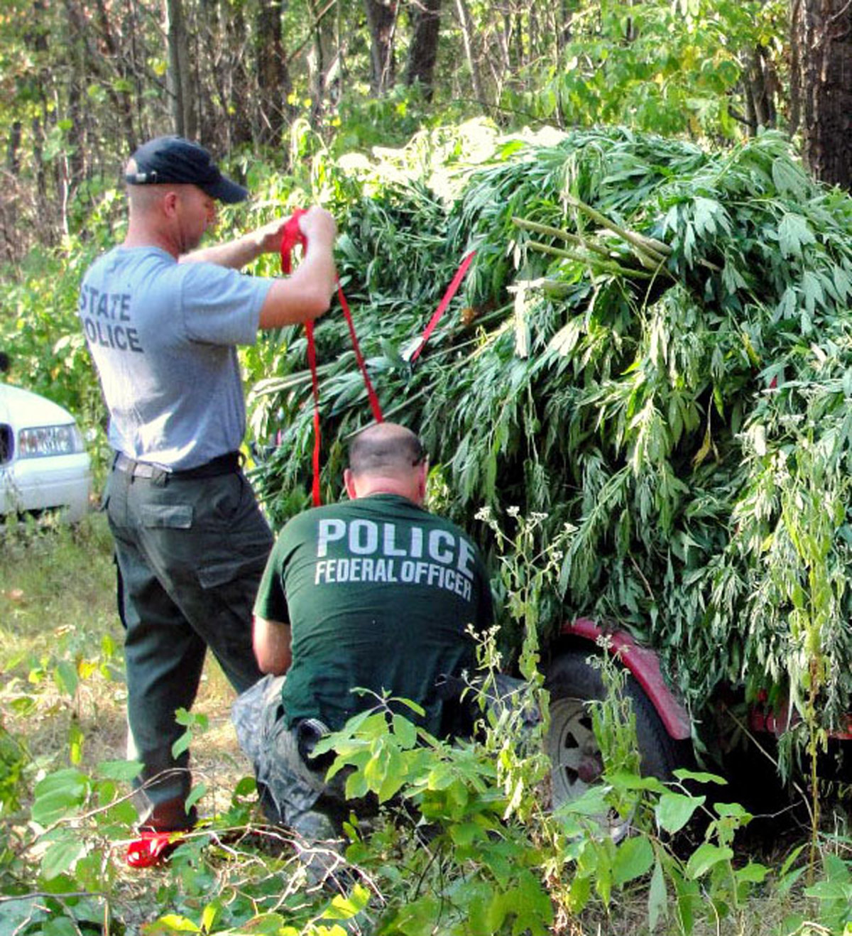 Marijuana eradication in the Midwest.