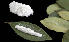 cocaine and coca leaves