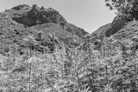 Rif Mountains Morocco—Marijuana cultivation